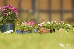 播种时机要讲究