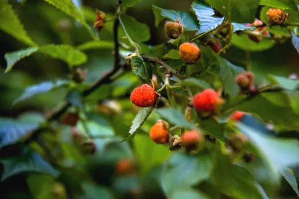 三、 除草剂对覆盆子生长的间接影响