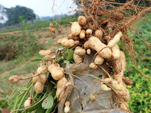 专家建议：谨慎使用甲维盐