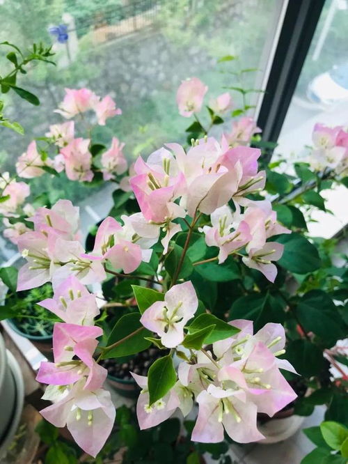 封闭阳台如何种植三角梅？光照和通风是关键吗