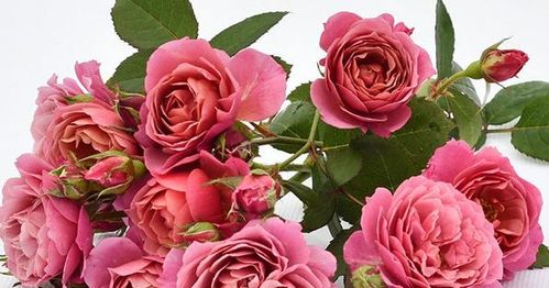 月季花成为爆花机器的秘诀