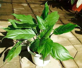 用茶叶水浇花叶子真的有助于植物生长吗？