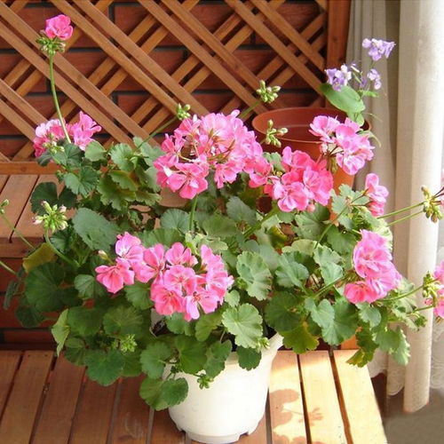 适合在广东生长且开花的品种