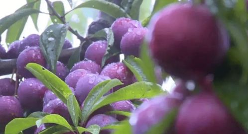 运山脆红李采摘盛宴：揭秘其多样食用方式与节庆魅力