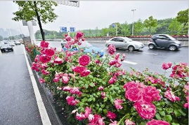 武汉高架桥上月季品种引关注