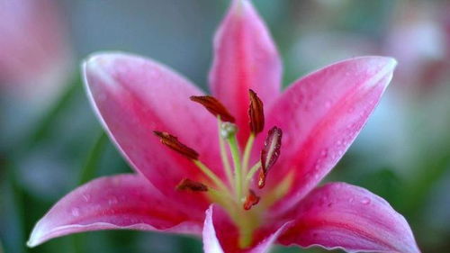 紫罗兰与百合：花中的睡眠高手