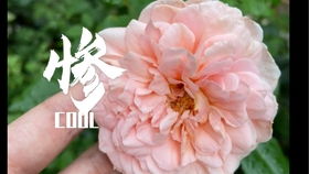 4月，月季小苗准备好上市了吗？