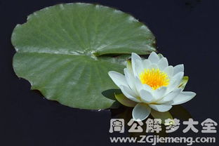 睡莲在中国古代文化中的象征