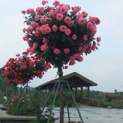 庭院里 那香气飘飘