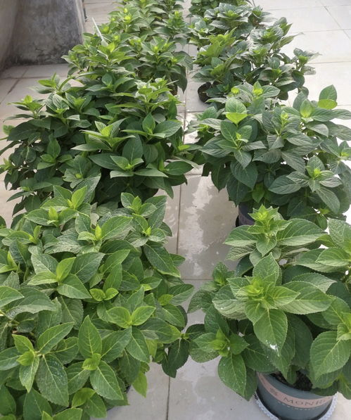 “八角种植最佳季节：春末夏初，抢占花卉市场先机！”
