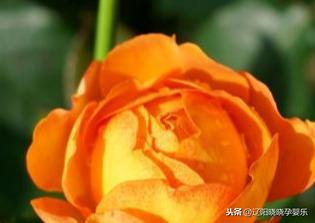 开花迟，枝条疯长，要耐心养护