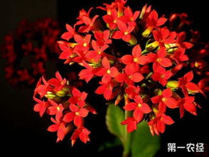 长寿花适合在哪个季节种植？具体哪几个月份最适宜播种长寿花呢
