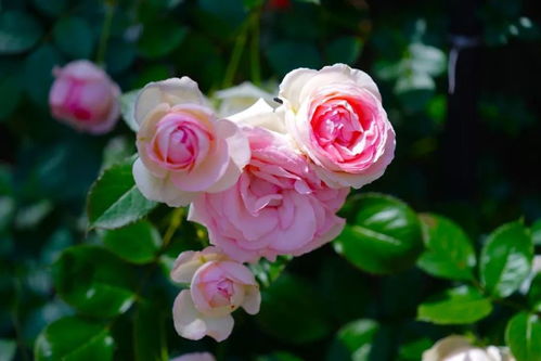 第二步：环境通风， 病虫害防治