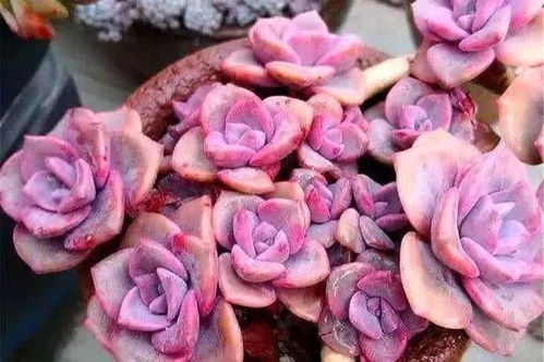 养护小秘诀，哪个梗简单？