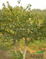 金银木花养护小贴士：修剪与施肥全攻略