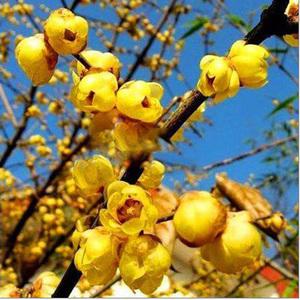 腊梅的生长与采收