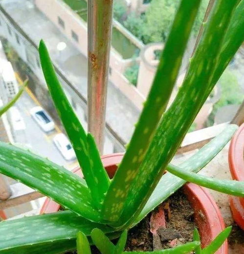芦荟施肥技巧，如何让芦荟长得更旺盛
