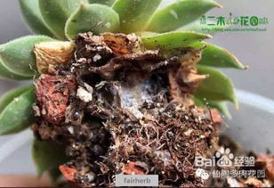 恐怖篇：恐怖篇