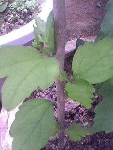 病虫害怎么处理？杀菌杀虫是关键