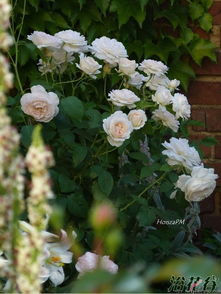 塞巴斯蒂安月季，这个名字听起来好美哦！