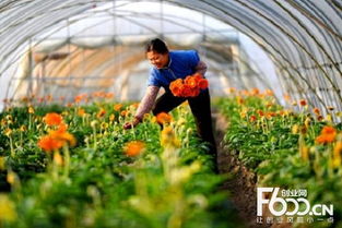 猕猴桃种植的野趣与生命力