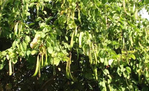 皂角豆子种植大揭秘：揭秘种植时间，教你避免烂根问题