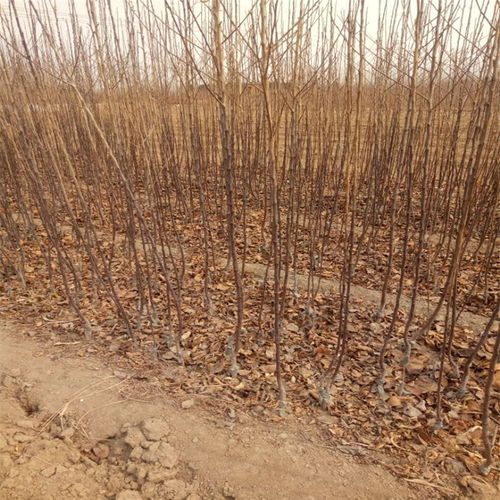 四、 土壤管理，奠定成长基础