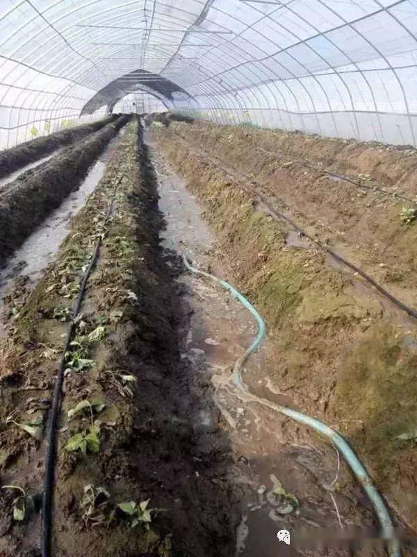 河边种树，选对苗子hen重要！