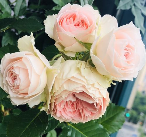 真宙月季：杏粉色花朵， 重瓣之美