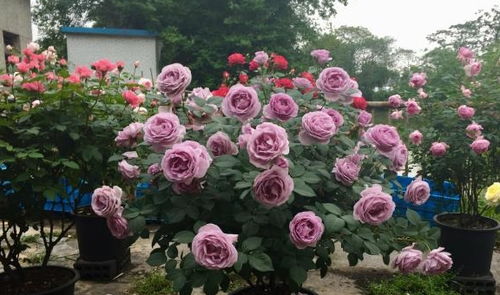 月季浇水：揭秘如何浇得恰到好处