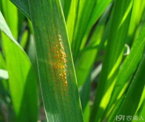 锈病的小动作：发展迅速的秘密