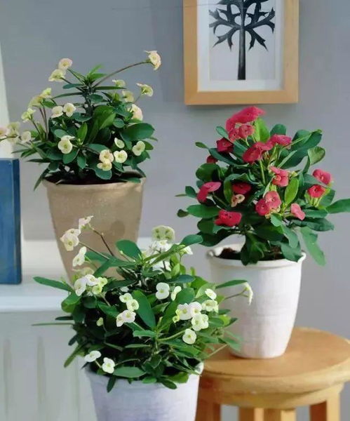 一年四季者阝开的草本植物揭秘，家庭养花不再是梦！