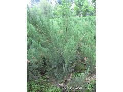 地柏苗的种类与沙地柏种植技巧揭秘