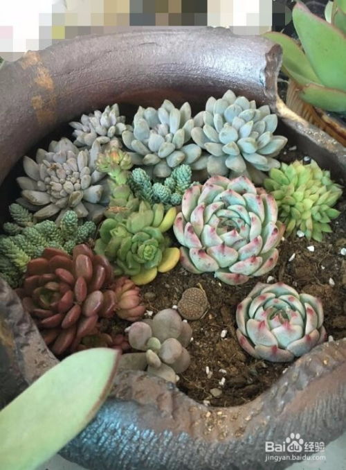 新手养多肉需要注意哪些事项？有哪些方法和技巧适合多肉植物养殖新手