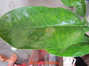 着色期杀菌，药剂选哪个？