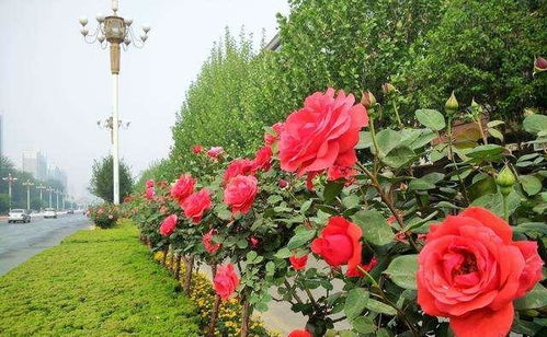 南沙月季， 新晋区花