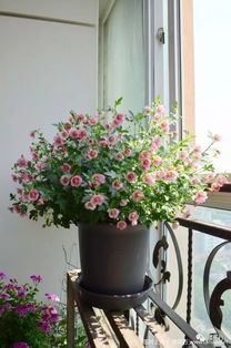 这些花适合在阳台种植吗？