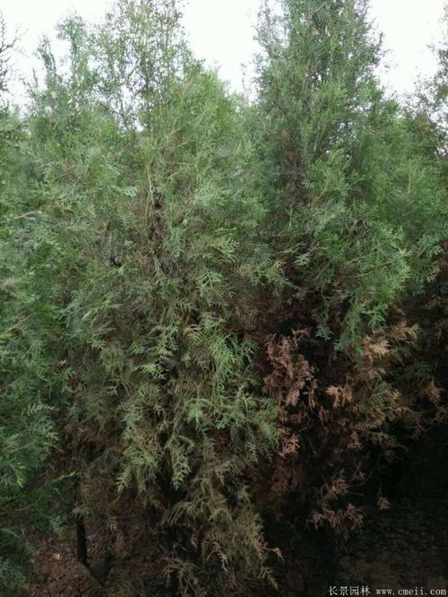 大未来 欢迎您访问长景园林