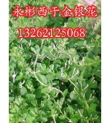 金银花种植方法有哪些？如何轻松种出优质金银花