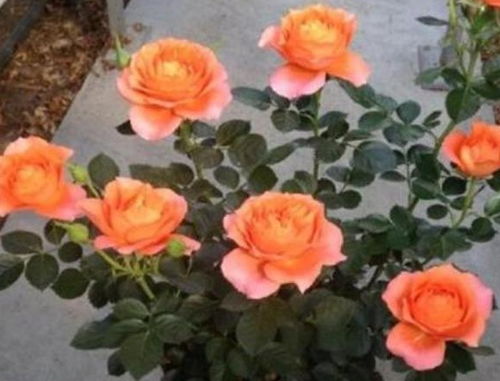 微型月季，花开不停