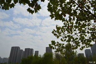 生命的循环：落叶背后的生命故事