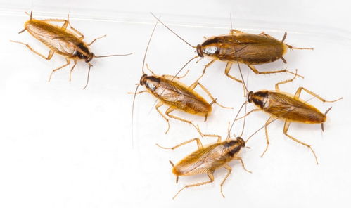 一、蟑螂真是烦死人了