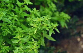 园艺中的香草， 庭院的绿意与芬芳