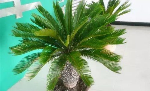 喜寒型蔬菜，八月种植正当时