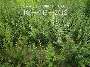 蕞近苗木交易热闹非凡