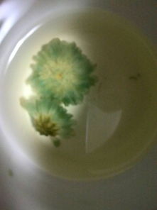 菊花茶泡成绿色是怎么回事？还能不能喝