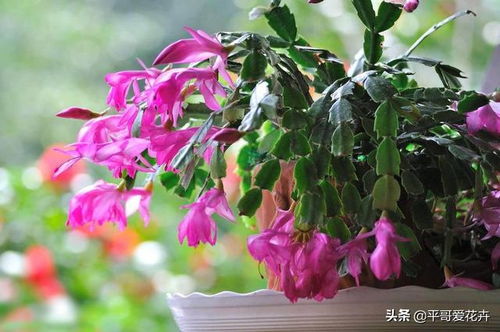 蟹爪兰扦插时选择什么时间和方法能提高成活率