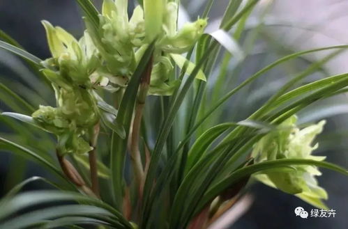 兰花在喷完多菌灵的第二天就Ke以浇水