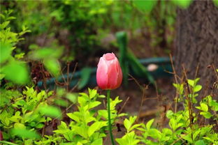 常见花儿大点名