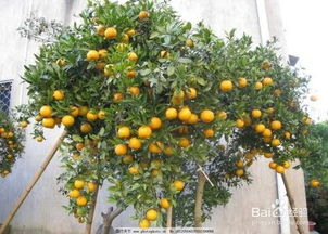 春季和秋季的浇水频率